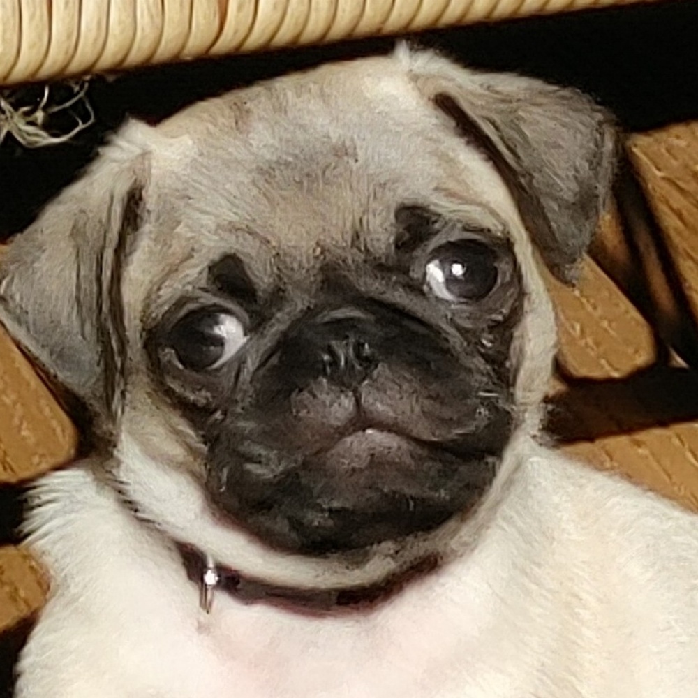 Meet your Posher, Natalie